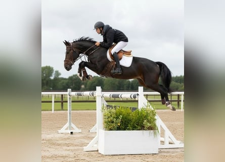 Zangersheider, Wallach, 6 Jahre, 165 cm, Dunkelbrauner