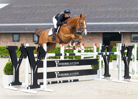Zangersheider, Wallach, 6 Jahre, 168 cm, Dunkelfuchs