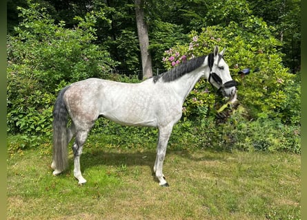 Zangersheider, Wallach, 6 Jahre, 169 cm, Schimmel