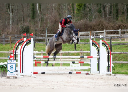 Zangersheider, Wallach, 6 Jahre, 170 cm, Schimmel