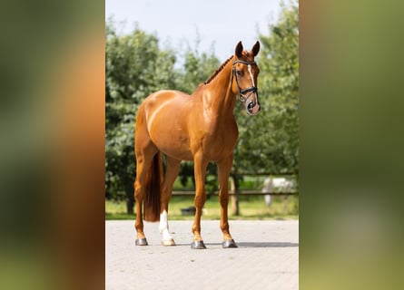 Zangersheider, Wallach, 6 Jahre, 171 cm, Fuchs