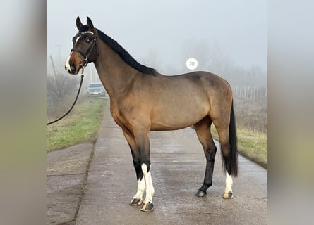 Zangersheider, Wallach, 6 Jahre, 171 cm, Rotbrauner