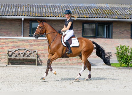 Zangersheider, Wallach, 6 Jahre, 173 cm, Brauner