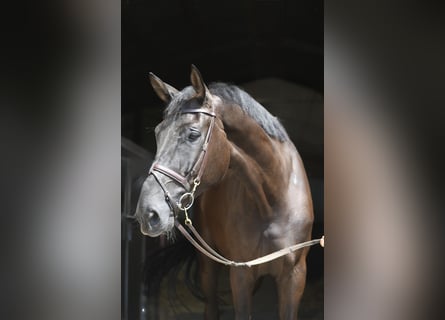 Zangersheider, Wallach, 6 Jahre, 183 cm, Rappe