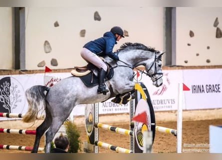 Zangersheider, Wallach, 6 Jahre, Schimmel