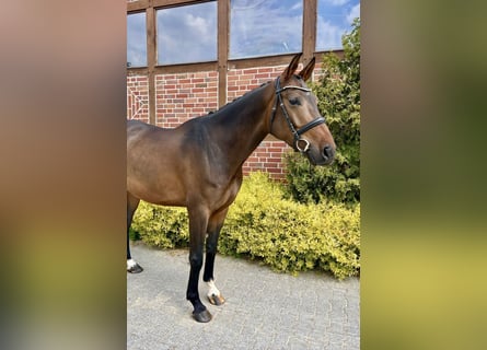 Zangersheider, Wallach, 6 Jahre, Schwarzbrauner