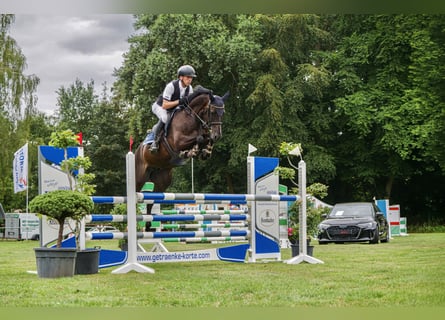 Zangersheider, Wallach, 7 Jahre, 160 cm, Schwarzbrauner