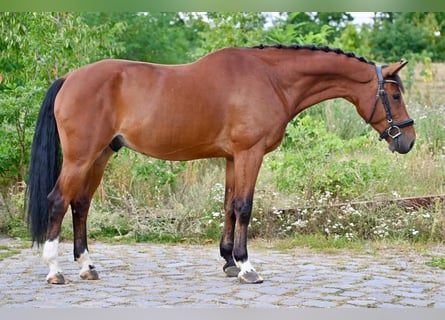 Zangersheider, Wallach, 7 Jahre, 167 cm, Brauner