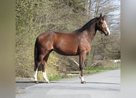 Zangersheider, Wallach, 7 Jahre, 170 cm, Brauner