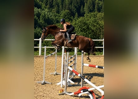 Zangersheider, Wallach, 7 Jahre, 170 cm, Fuchs