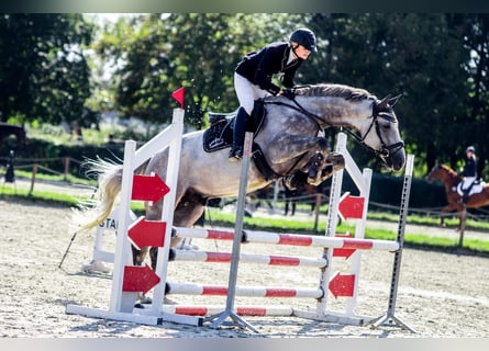 Zangersheider, Wallach, 7 Jahre, 170 cm, Schimmel