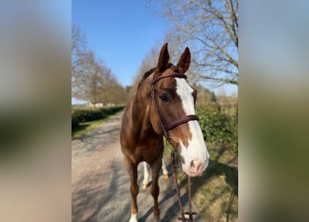 Zangersheider, Wallach, 7 Jahre, Dunkelfuchs