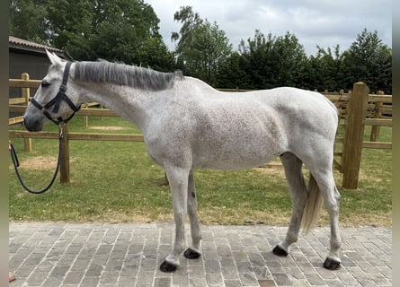 Zangersheider, Wallach, 8 Jahre, 170 cm, Schimmel