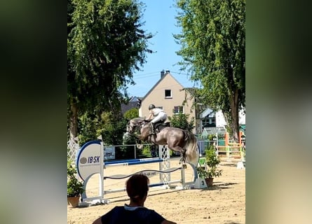 Zangersheider, Wallach, 8 Jahre, 173 cm, Schimmel