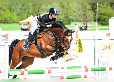 Zangersheider, Wallach, 9 Jahre, 169 cm, Rotbrauner