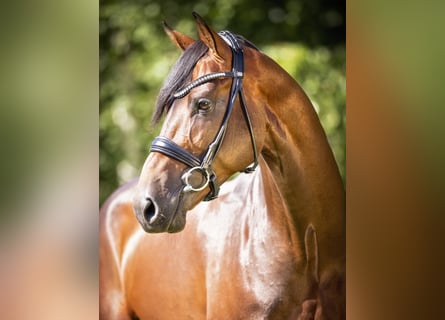 Westfaal, Hengst, 12 Jaar, 170 cm, Bruin