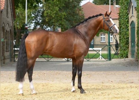 Hanoverian, Stallion, 10 years, 16.1 hh, Brown
