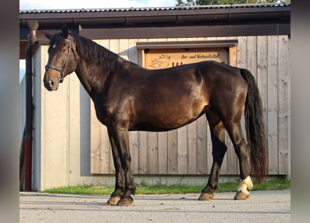 Zuidduits Koudbloed, Merrie, 12 Jaar, 167 cm, Zwartbruin