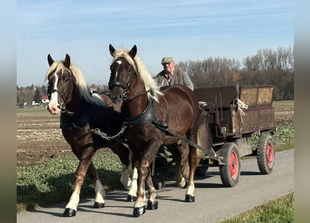Zuidduits Koudbloed, Ruin, 2 Jaar, 165 cm, Donkere-vos