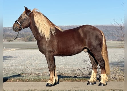 Zuidduits Koudbloed, Ruin, 3 Jaar, 160 cm, Donkere-vos