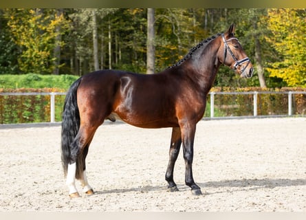 Zwaar warmbloed, Hengst, 2 Jaar, Bruin