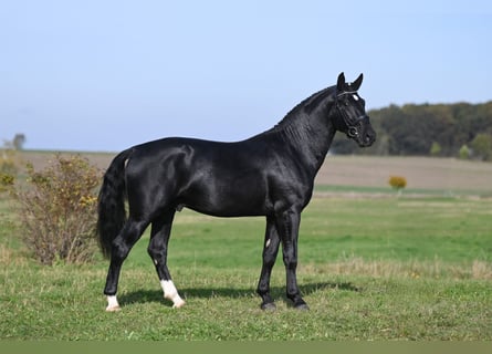 Zwaar warmbloed, Hengst, 2 Jaar, Zwart