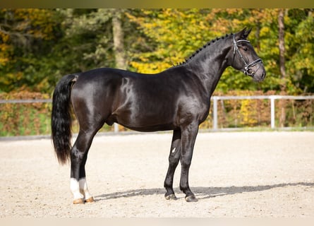 Zwaar warmbloed, Hengst, 2 Jaar, Zwart