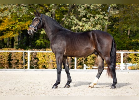 Zwaar warmbloed, Hengst, 2 Jaar, Zwartbruin