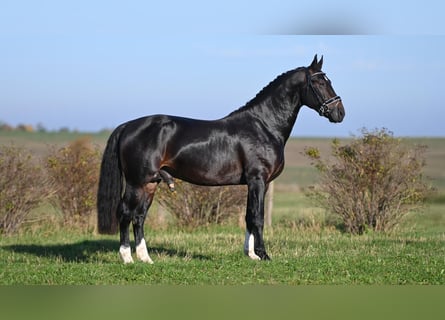 Zwaar warmbloed, Hengst, 2 Jaar, Zwartbruin