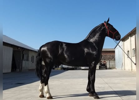 Zwaar warmbloed, Hengst, 3 Jaar, 180 cm, Zwart
