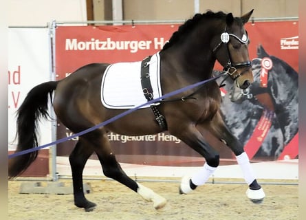 Zwaar warmbloed, Hengst, 3 Jaar, 166 cm, Bruin