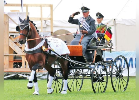 Zwaar warmbloed, Hengst, 14 Jaar, 165 cm, Bruin