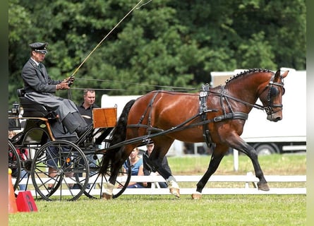 Zwaar warmbloed, Hengst, 17 Jaar, 166 cm, Bruin