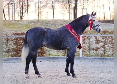 Zwaar warmbloed, Hengst, 3 Jaar, 163 cm, Schimmel