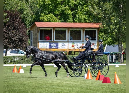 Zwaar warmbloed, Hengst, 6 Jaar, 164 cm, Zwart