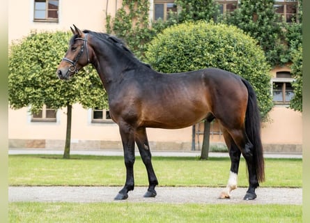 Zwaar warmbloed, Hengst, 4 Jaar, 161 cm, Zwartbruin