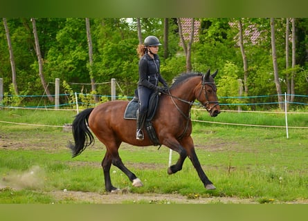 Zwaar warmbloed, Merrie, 14 Jaar, 159 cm
