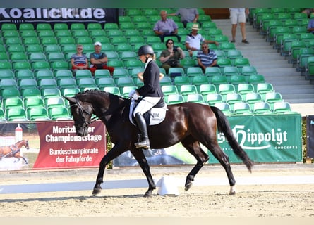 Zwaar warmbloed, Merrie, 3 Jaar, 165 cm, Zwart