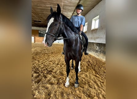 Zwaar warmbloed, Merrie, 4 Jaar, 160 cm, Zwart