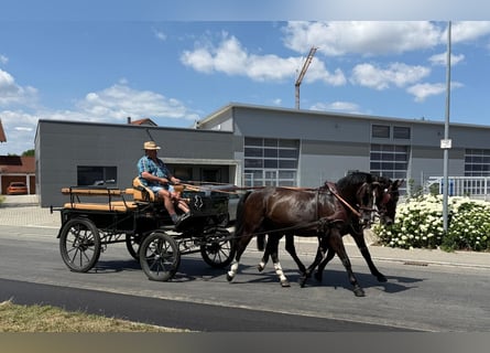 Zwaar warmbloed, Merrie, 4 Jaar, 166 cm, Donkerbruin