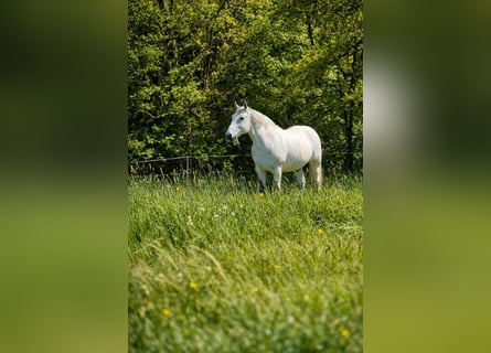 Zwaar warmbloed, Ruin, 10 Jaar, 160 cm, Schimmel