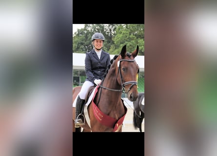 Zwaar warmbloed, Ruin, 10 Jaar, 172 cm, Bruin