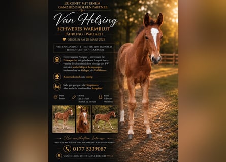 Zwaar warmbloed, Ruin, 1 Jaar, 155 cm, Bruin
