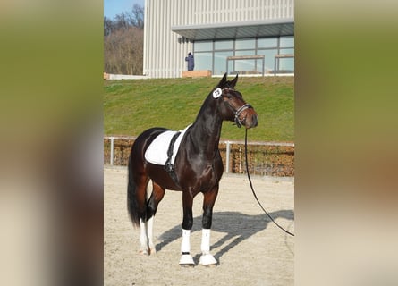 Zwaar warmbloed, Ruin, 2 Jaar, 163 cm, Donkerbruin
