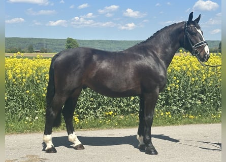 Zwaar warmbloed, Ruin, 3 Jaar, 160 cm, Donkerbruin