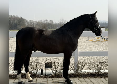 Zwaar warmbloed, Ruin, 3 Jaar, 162 cm, Zwart