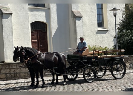 Zwaar warmbloed, Ruin, 3 Jaar, 164 cm, Zwart