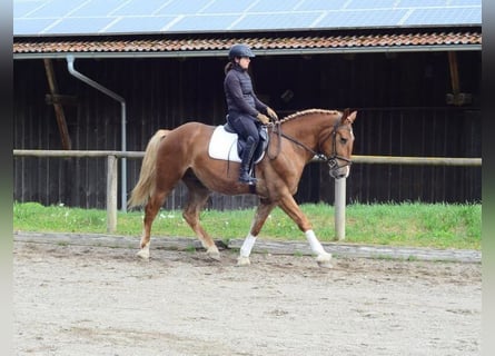 Zwaar warmbloed, Ruin, 3 Jaar, 165 cm, Vos