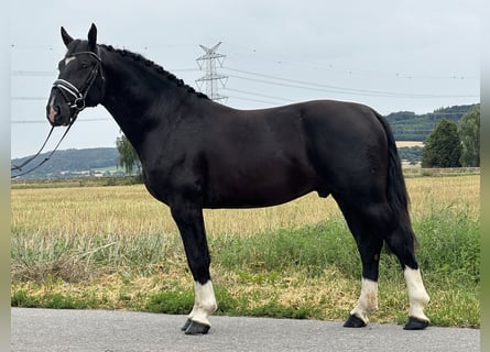 Zwaar warmbloed, Ruin, 3 Jaar, 165 cm, Zwart