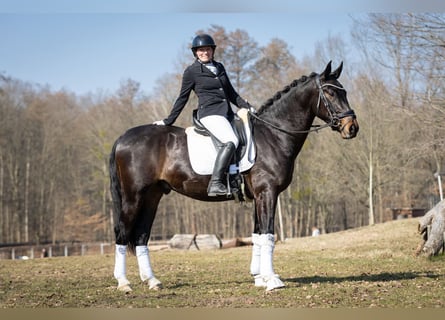 Zwaar warmbloed, Ruin, 3 Jaar, 165 cm, Zwartbruin